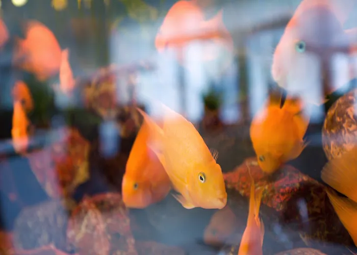 Parkhotel Congress Center מלון 4*